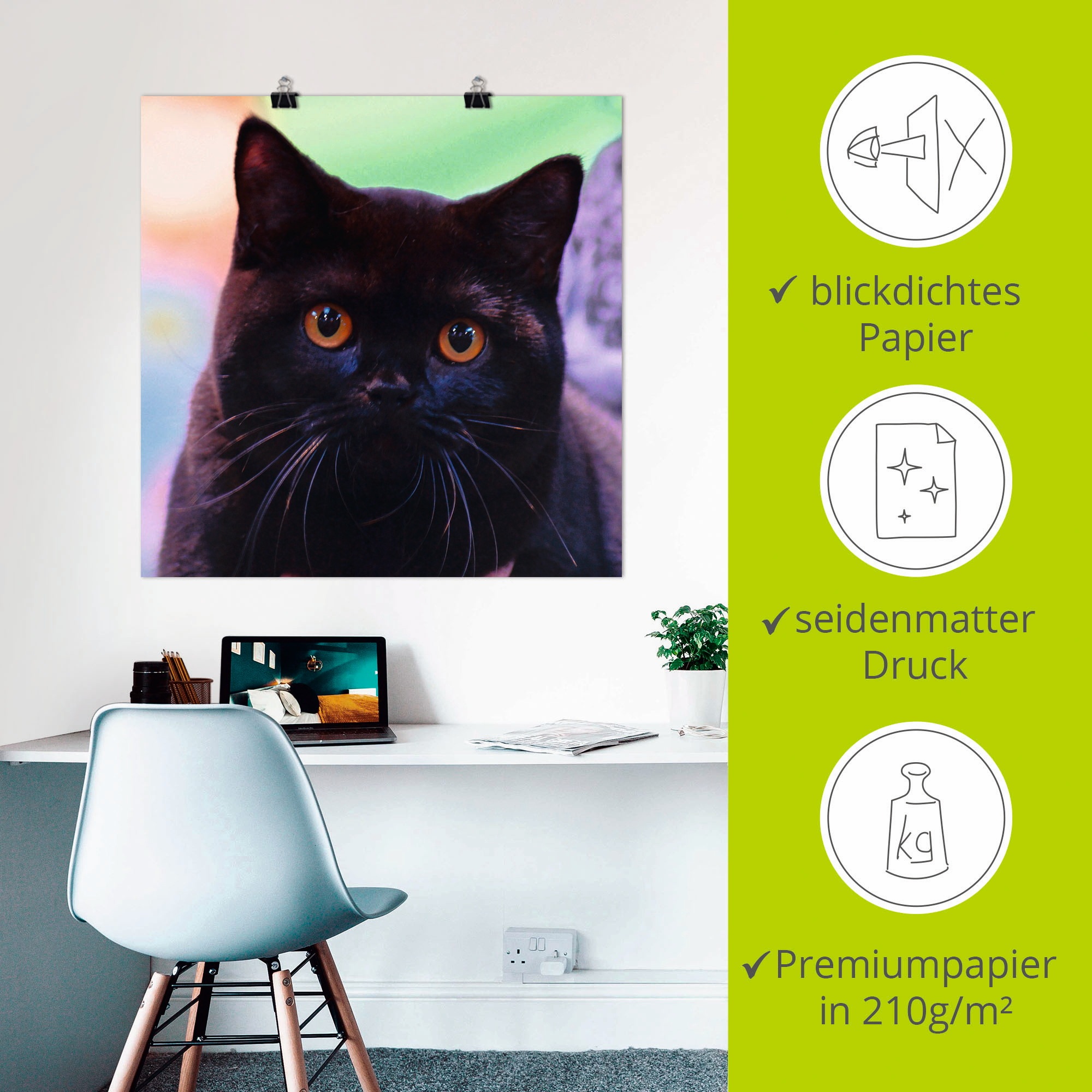 Artland Wandbild »Schwarze Britisch Kurzhaarkatze«, Haustiere, (1 St.), als Poster in verschied. Grössen