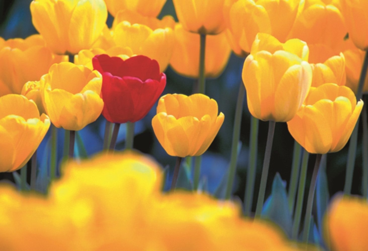 Image of Home affaire Leinwandbild »Rote Tulpe«, 118/78 cm bei Ackermann Versand Schweiz