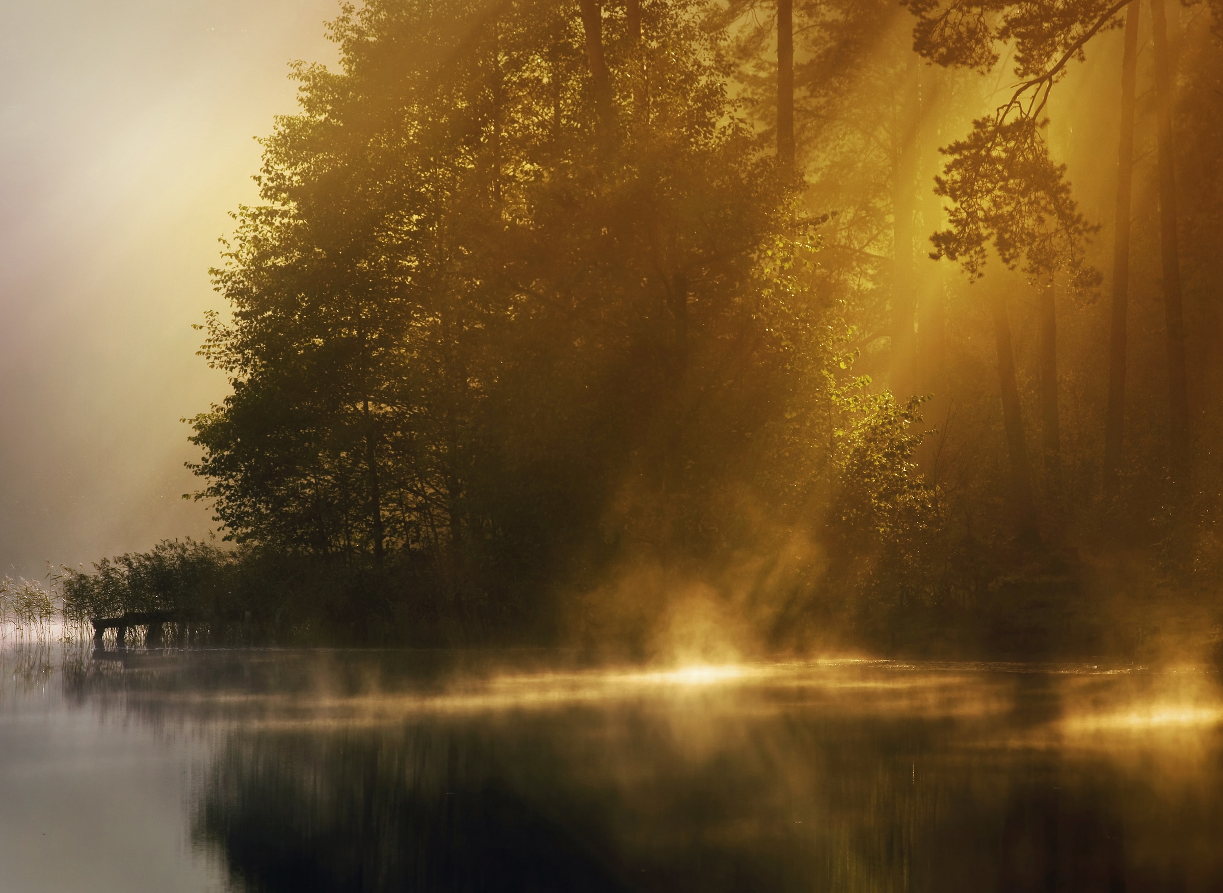 Image of Papermoon Fototapete "Misty Early Morning" glatt