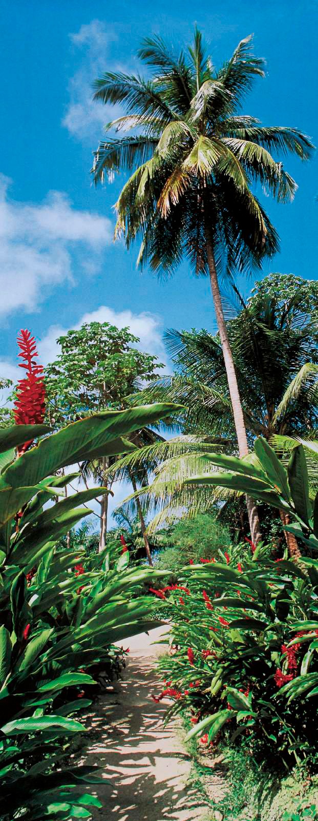 Image of Papermoon Fototapete »Palm Path - Türtapete«, matt, Vlies, 2 Bahnen, 90 x 200 cm bei Ackermann Versand Schweiz