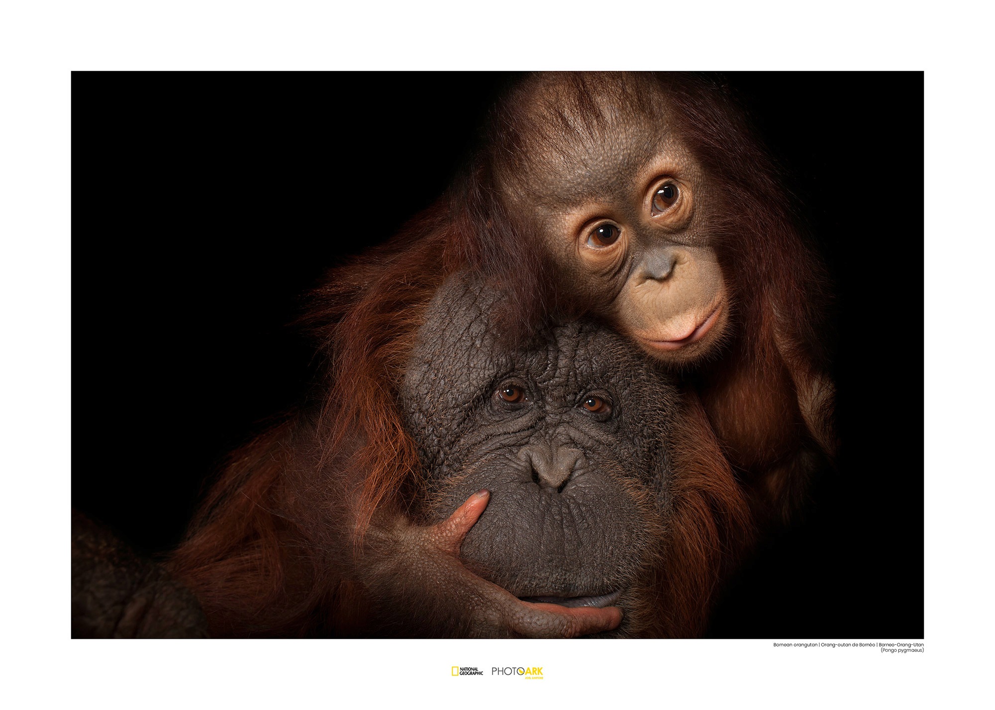 Image of Komar Poster »Bornean Orangutan«, Tiere, Höhe: 40cm bei Ackermann Versand Schweiz
