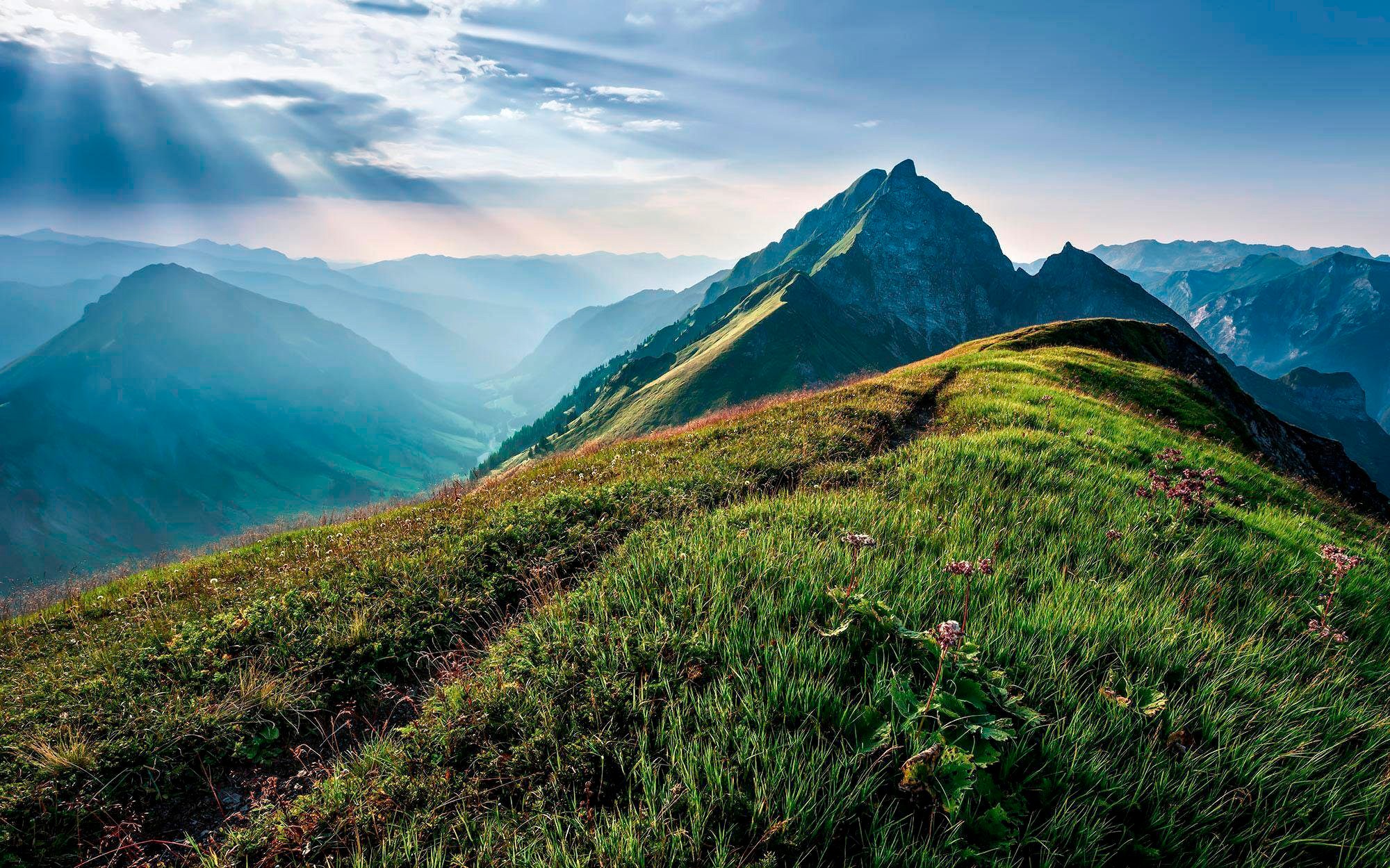Image of Komar Vliestapete »Pure Green Vein«, naturalistisch bei Ackermann Versand Schweiz
