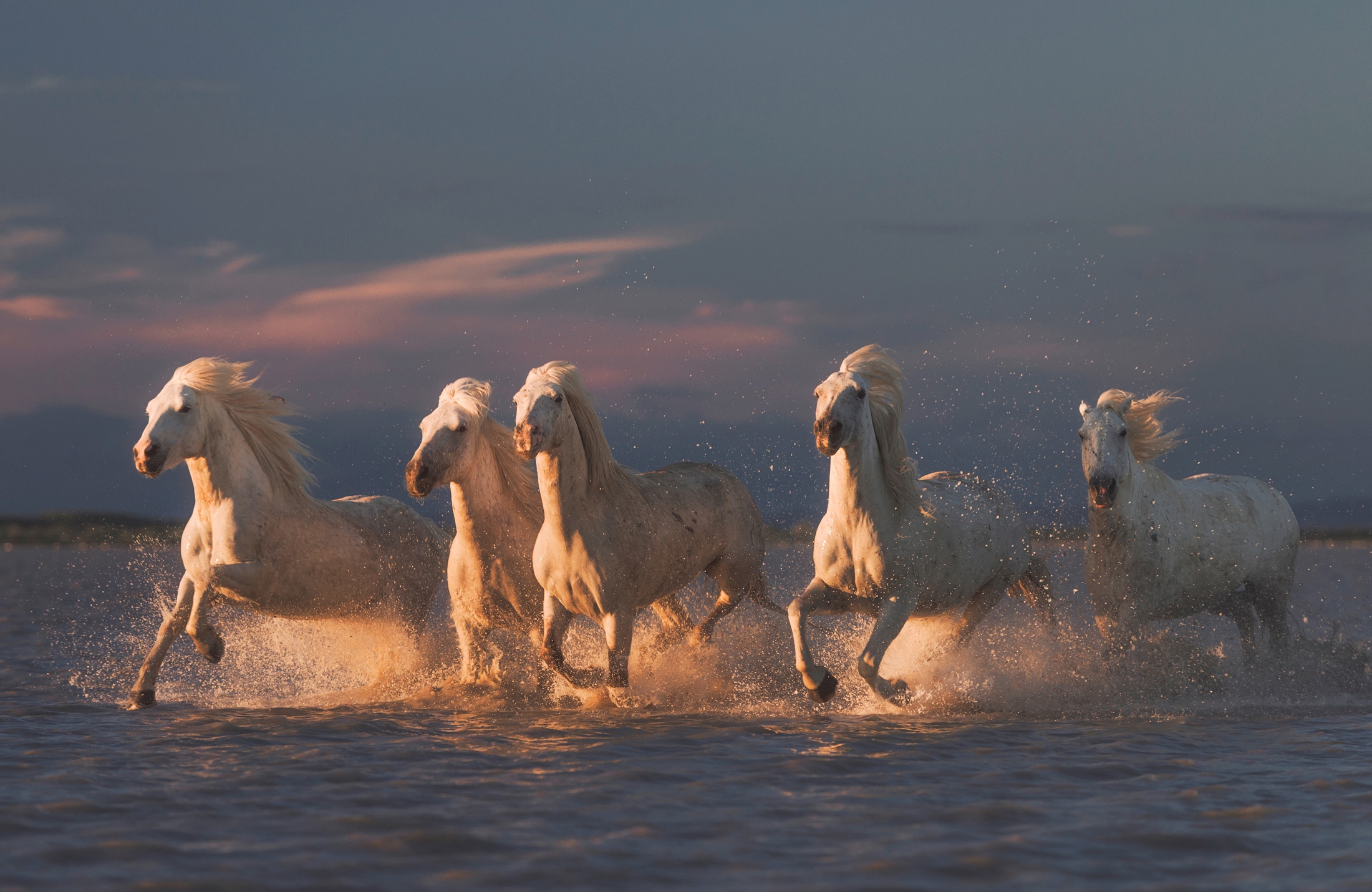 Image of Papermoon Fototapete "Photo-Art ROSTOVSKIY ANTON, CAMARGUE-PFERDE AUF SONNENUNTERGANG"