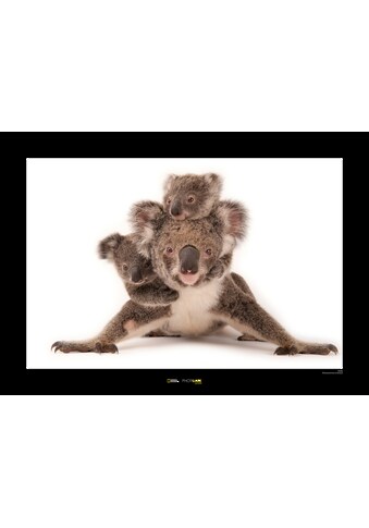 Komar Poster »Koala«, Tiere, Höhe: 40cm kaufen