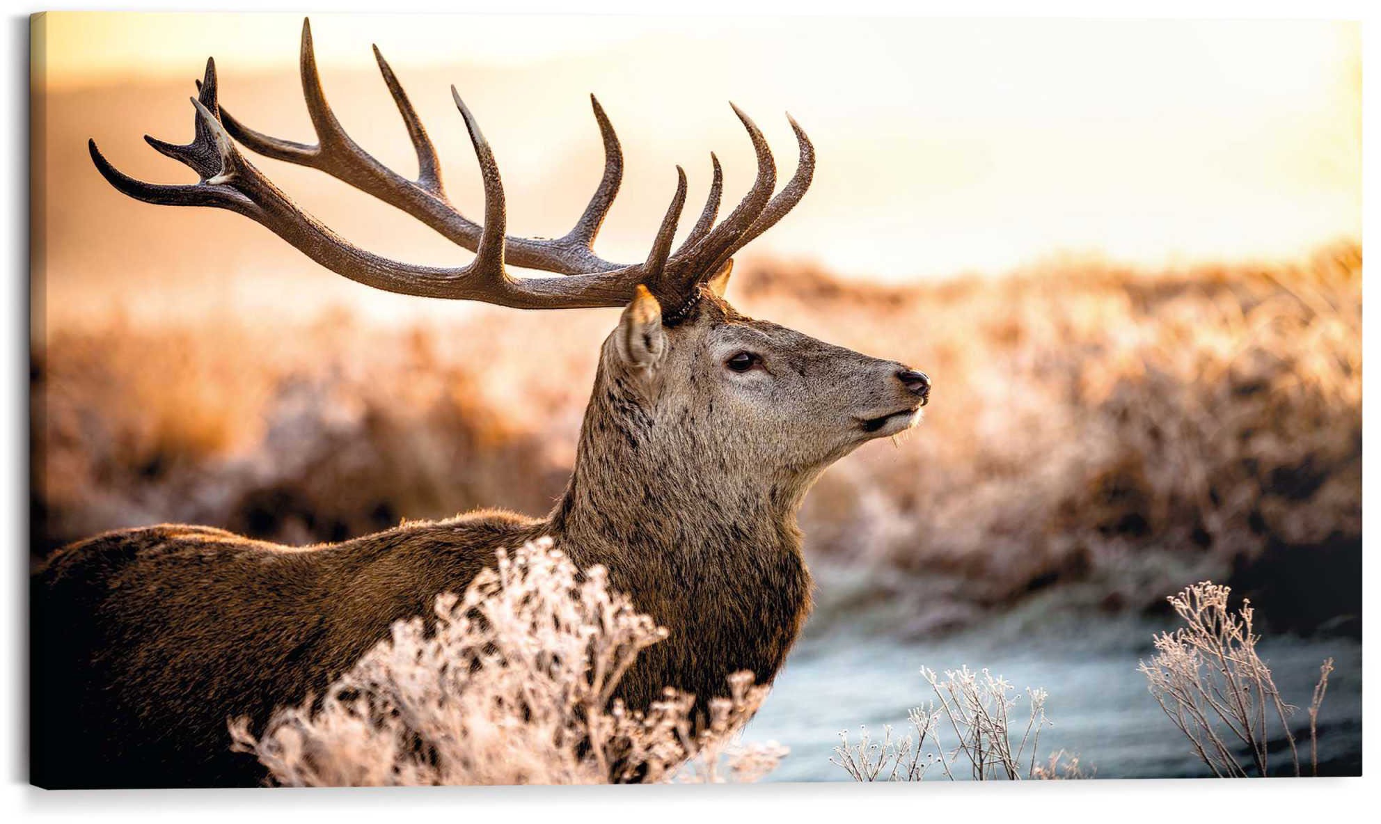 Image of Reinders! Deco-Panel »Hirsch im Wald«, 118/70 cm bei Ackermann Versand Schweiz