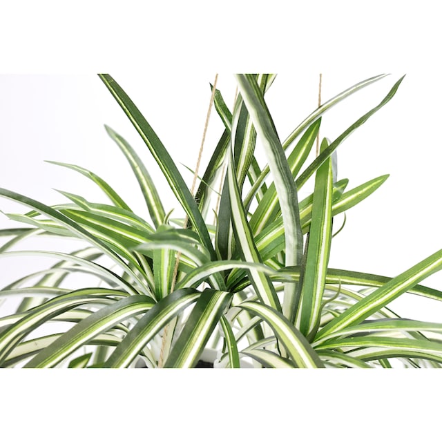 my home Kunstpflanze »Grünlilie«, Mit Hängeampe, künstliche Wasserlilie  günstig kaufen