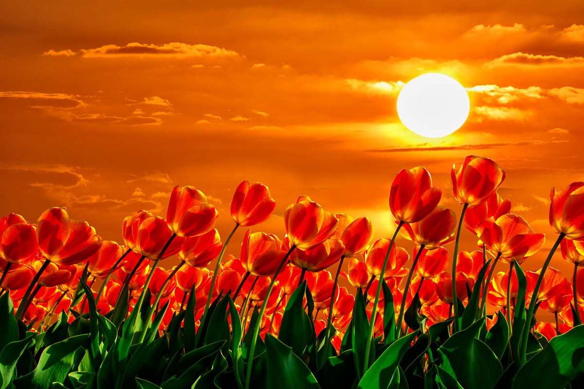 Image of Papermoon Fototapete »Rote Tulpen«, Vliestapete, hochwertiger Digitaldruck bei Ackermann Versand Schweiz