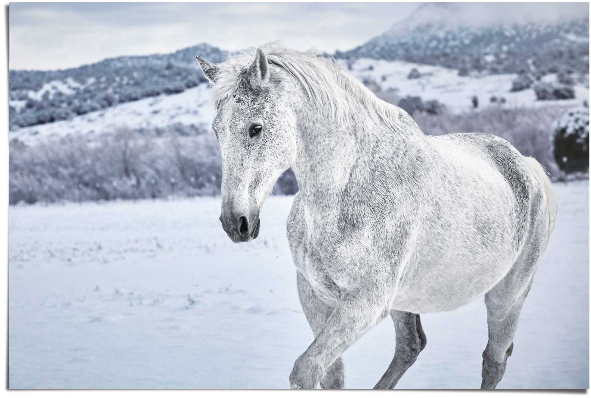 Image of Reinders Poster "Pferd im Schnee" 1 Stk. tlg.