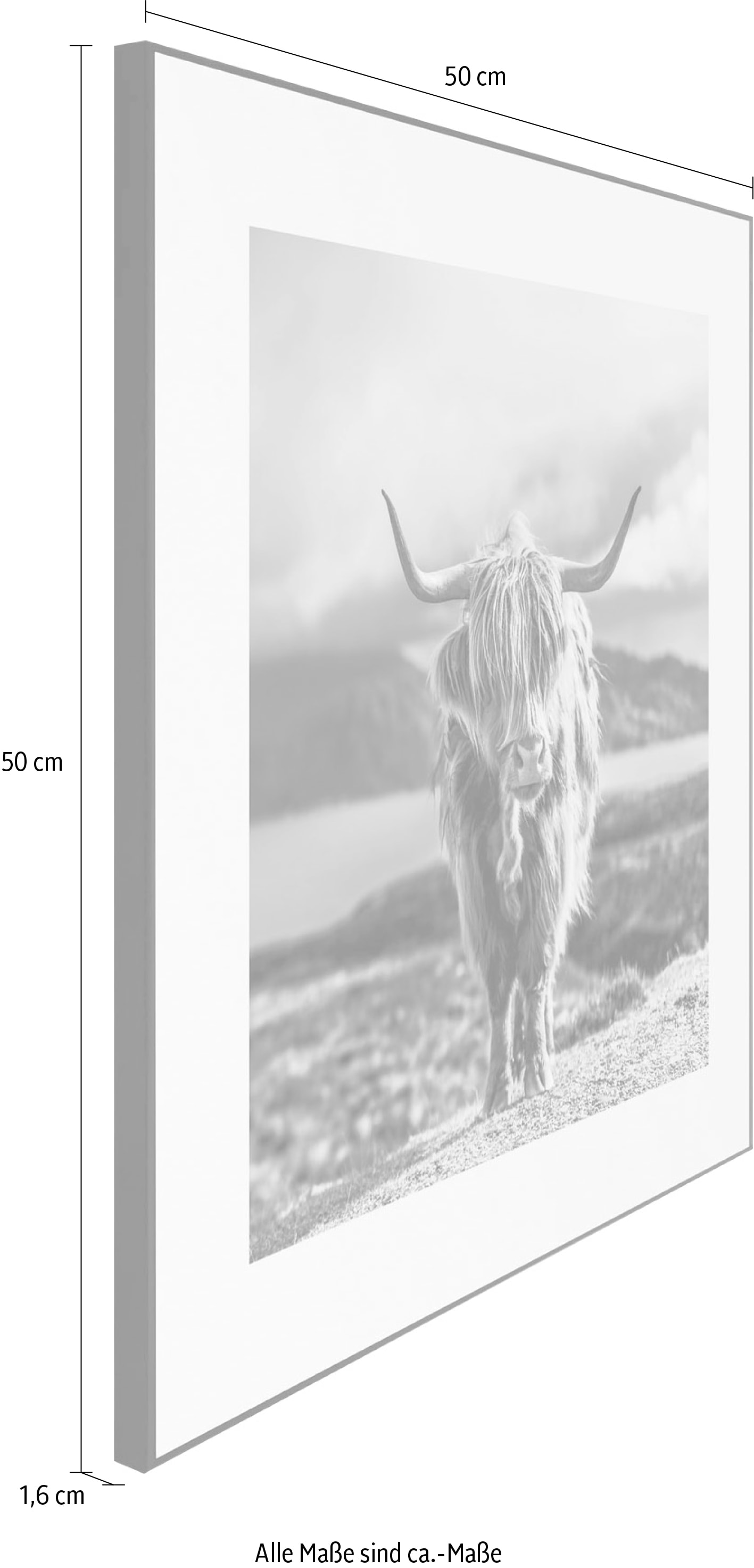 Reinders! Wandbild »Slim Frame Black 50x50 Highland Cow«