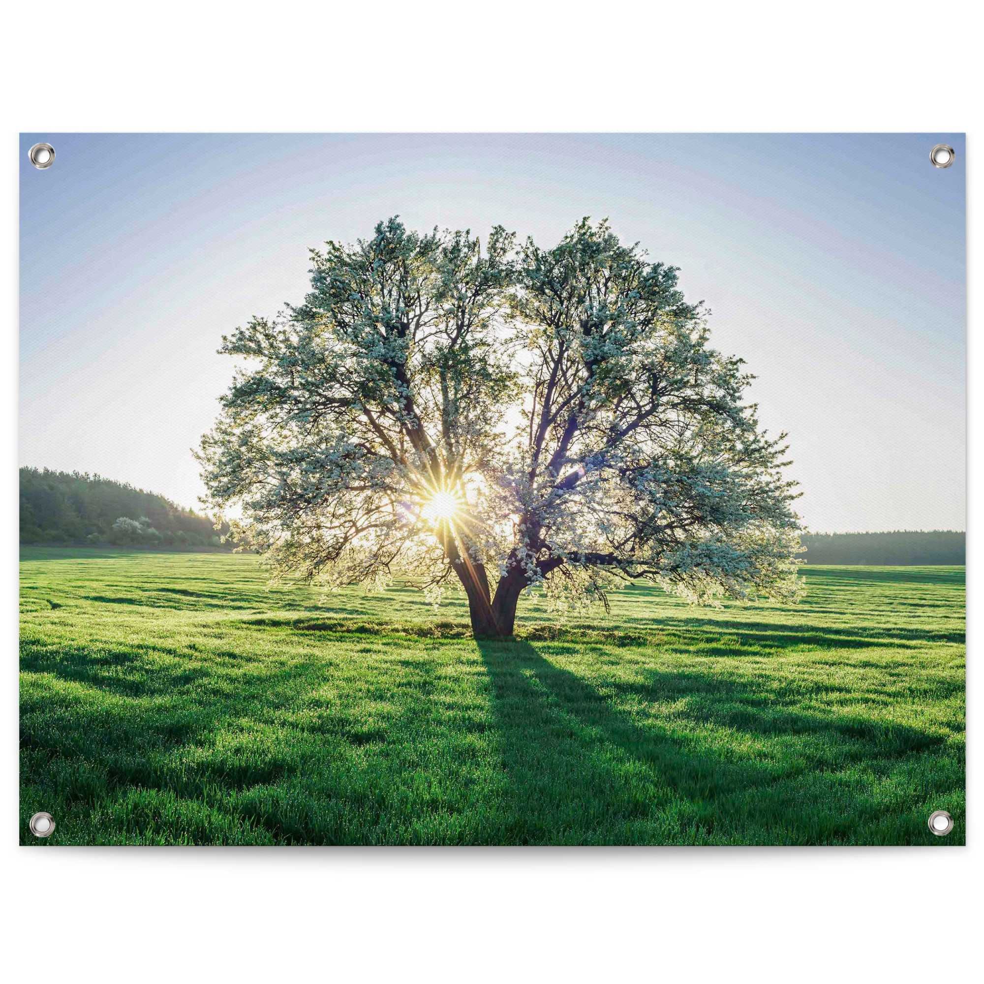 Poster »Baum in der Morgensonne«, Outdoor für Garten oder Balkon