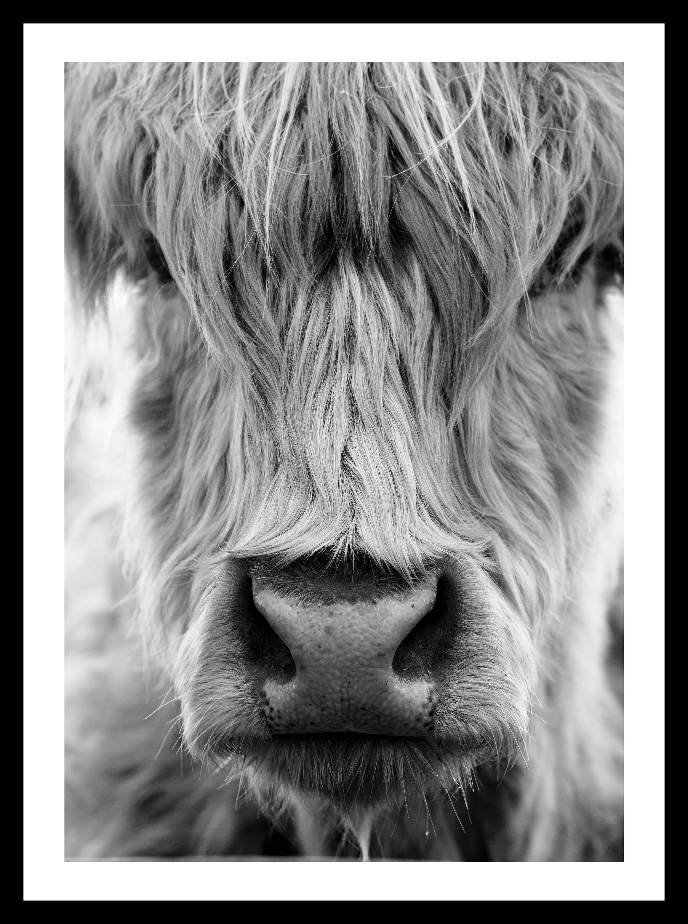 Image of Spiegelprofi GmbH Bild »Rind«, hochwertiger Kunstdruck, Rahmen schwarz bei Ackermann Versand Schweiz