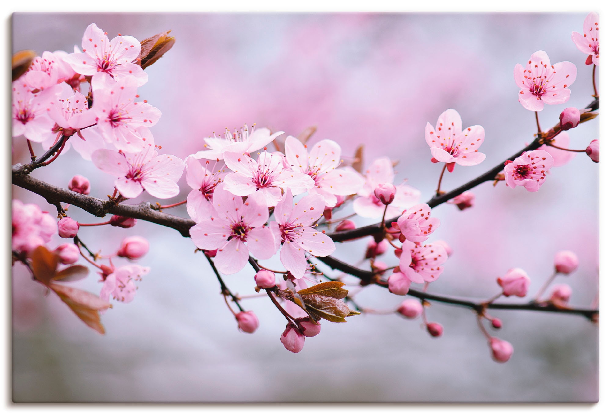 Alubild, Wandbild in Grössen Artland St.), oder »Kirschblüten«, kaufen Leinwandbild, jetzt Wandaufkleber Poster Blumen, (1 als versch.