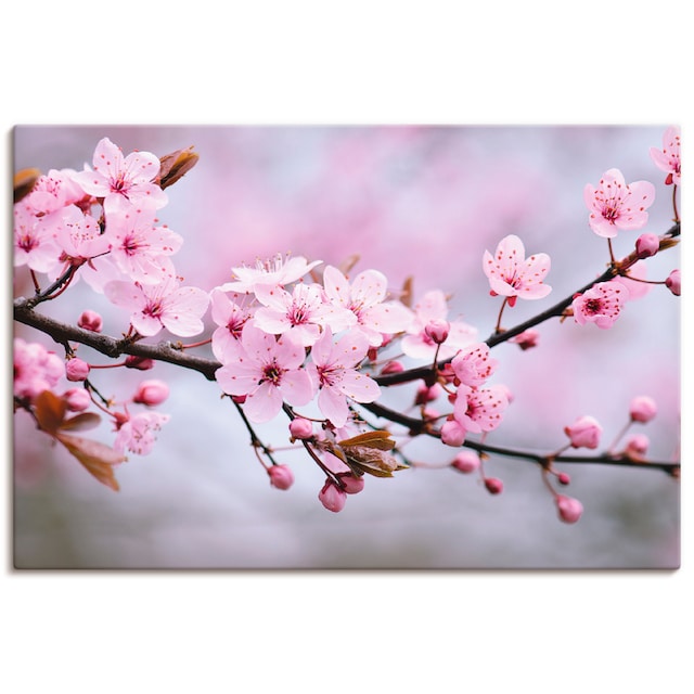 Artland Wandbild »Kirschblüten«, Blumen, (1 St.), als Alubild, Leinwandbild,  Wandaufkleber oder Poster in versch. Grössen jetzt kaufen