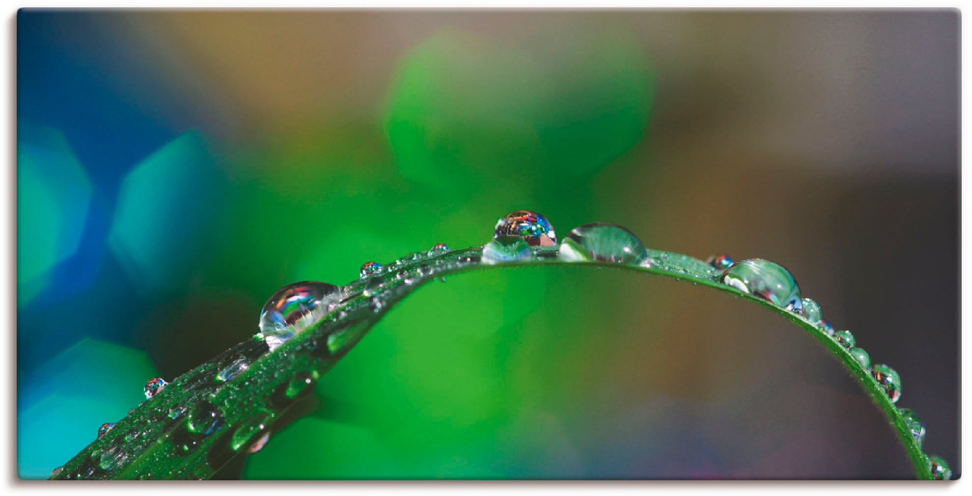 Image of Artland Leinwandbild "Wassertropfen IV" Gräser 1 Stk. tlg. auf Holzrahmen gespannt