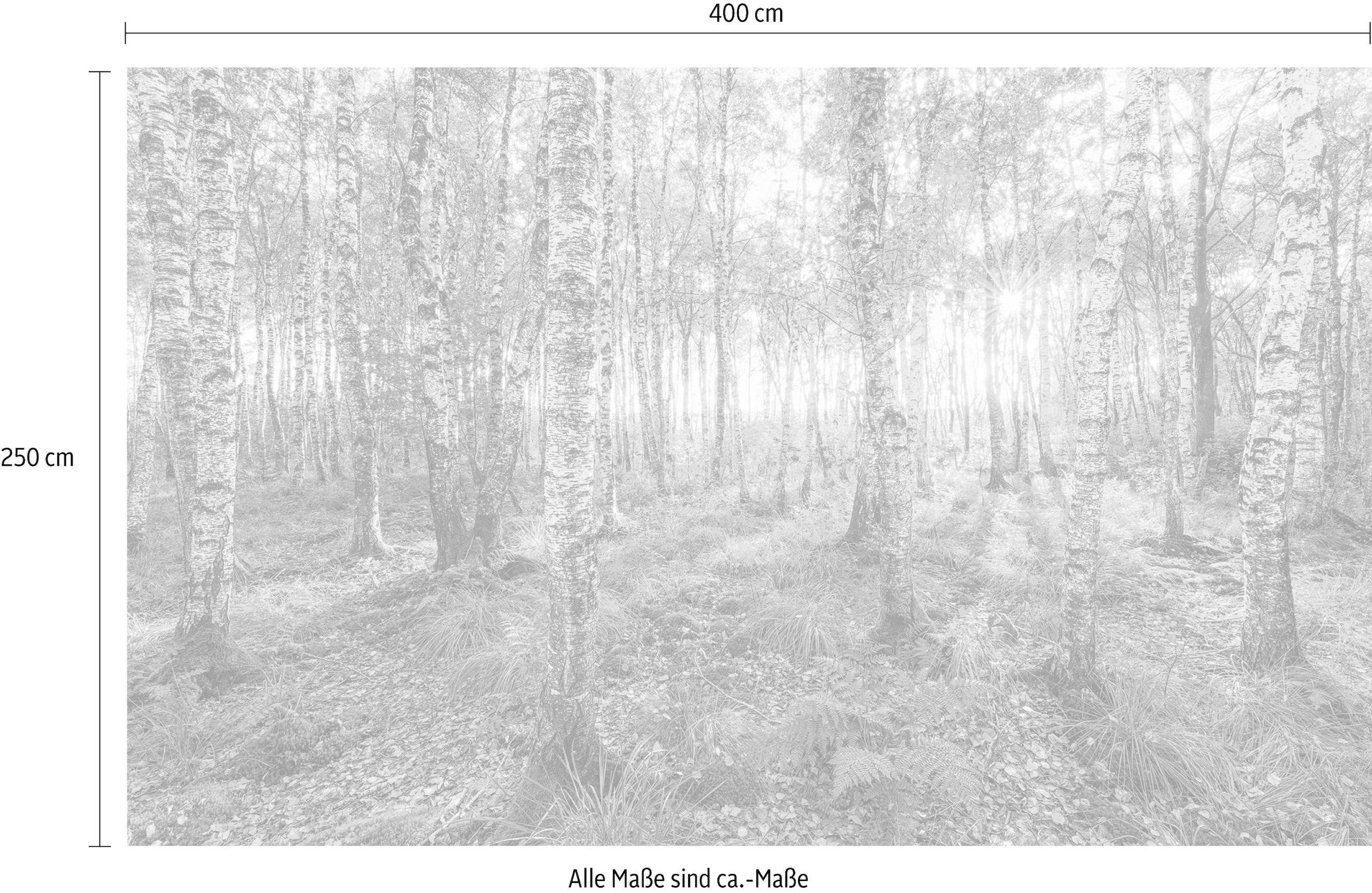 Komar Vliestapete »Digitaldruck Vlies - Birch Trees - Grösse 400 x 250 cm«, bedruckt, Wohnzimmer, Schlafzimmer