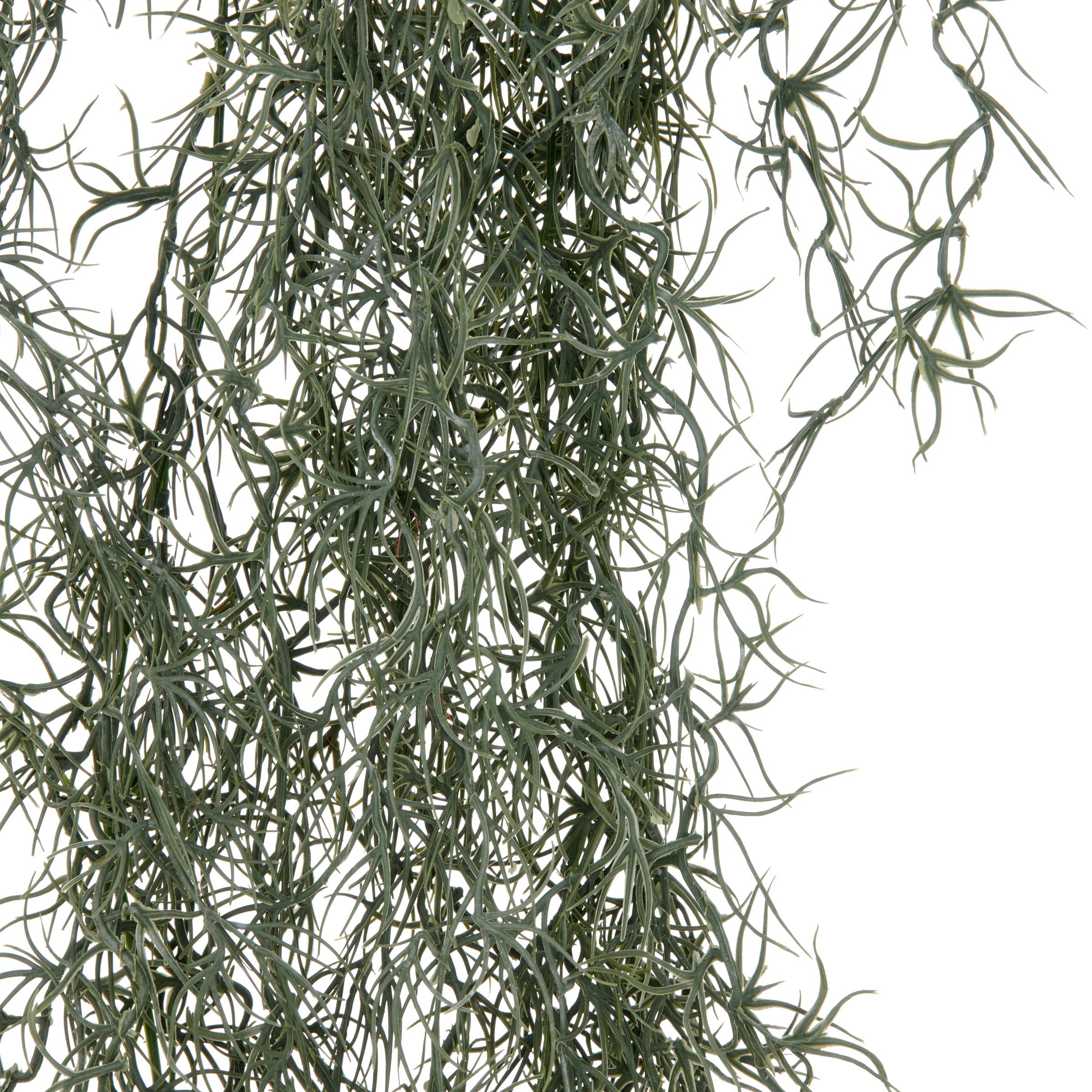 Creativ green Kunstranke »Tillandsia« mit filigranen Ranken