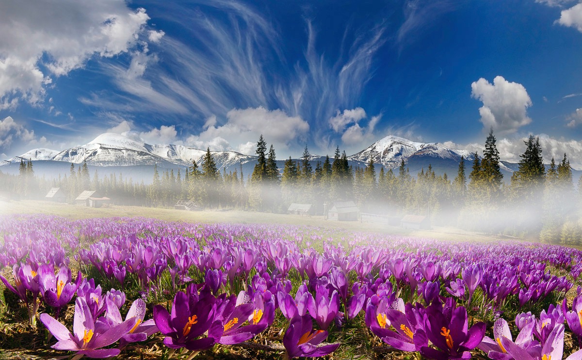 Image of Papermoon Fototapete »Karpatengebirgsblumen«, Vliestapete, hochwertiger Digitaldruck, inklusive Kleister bei Ackermann Versand Schweiz