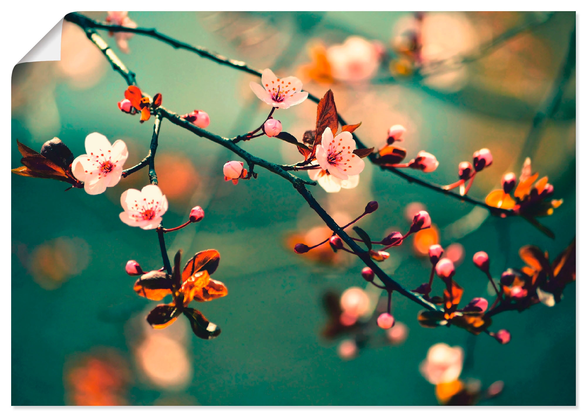 Image of Artland Wandbild "Japanische Kirsch Sakura Blumen" Blumen 1 Stk. tlg. als Leinwandbild, Poster in verschied. Grössen