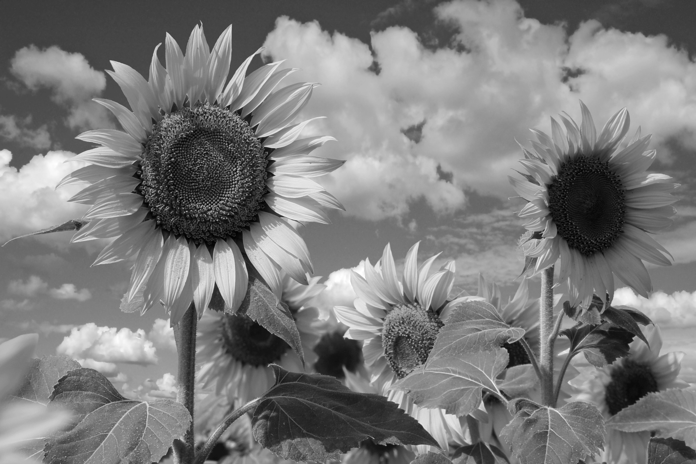 Image of Papermoon Fototapete »Sonnenblume Schwarz & Weiss«, Vliestapete, hochwertiger Digitaldruck, inklusive Kleister bei Ackermann Versand Schweiz