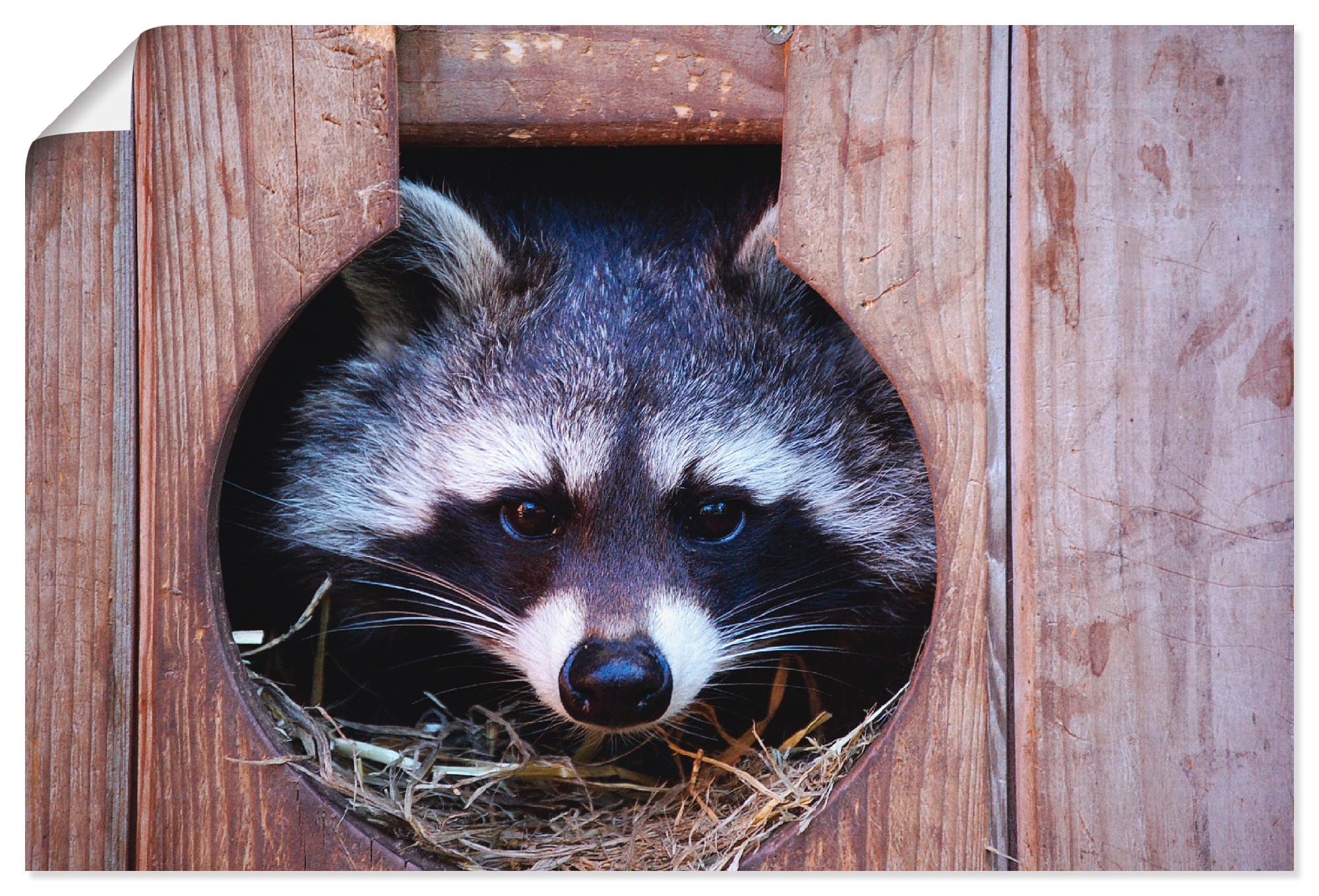 Image of Artland Wandbild »Niedlicher kleiner Waschbär«, Wildtiere, (1 St.), in vielen Grössen & Produktarten - Alubild / Outdoorbild für den Aussenbereich, Leinwandbild, Poster, Wandaufkleber / Wandtattoo auch für Badezimmer geeignet bei Ackermann Versand Schweiz