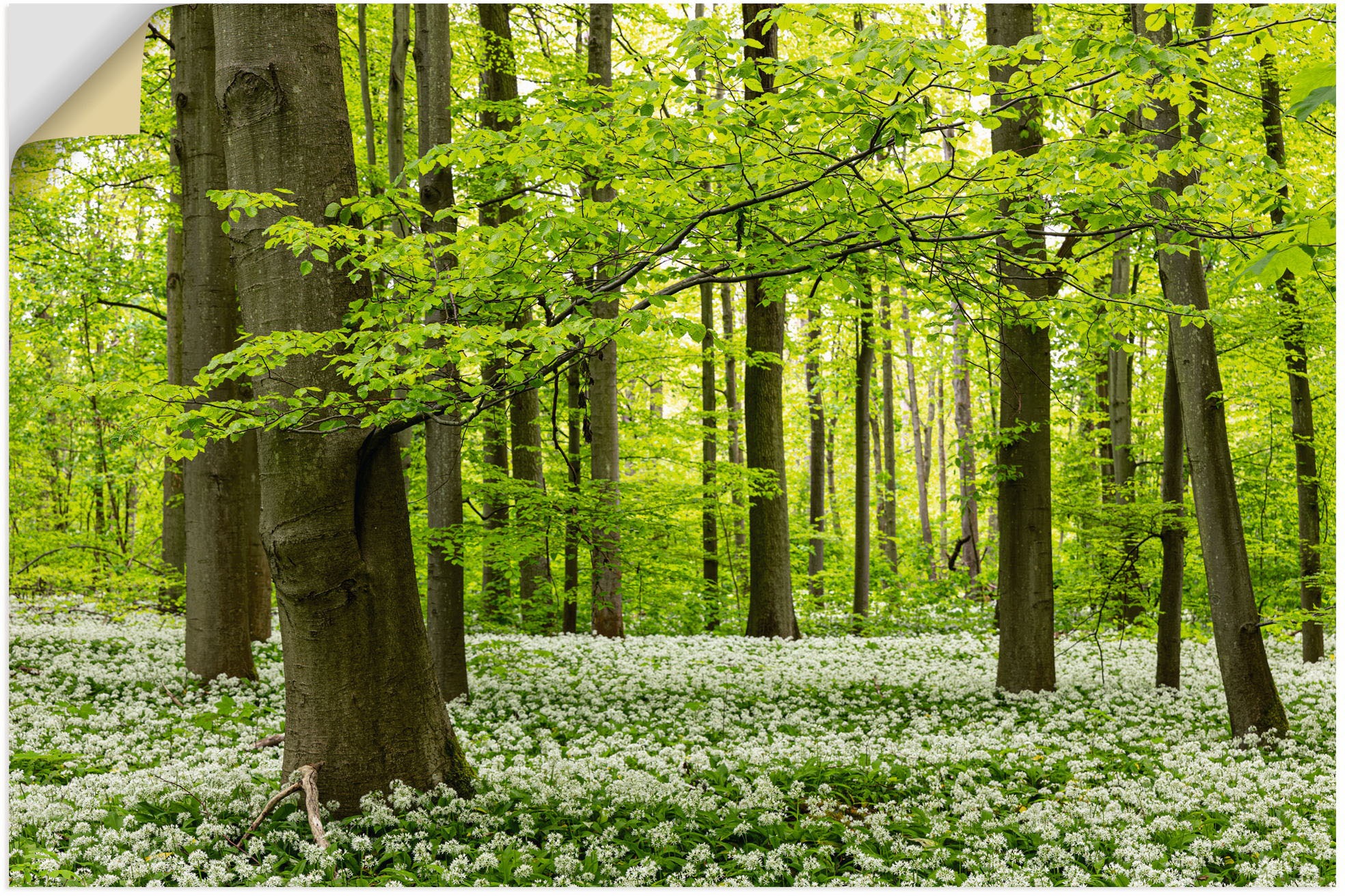 Image of Artland Wandbild »Bärlauchwald«, Waldbilder, (1 St.), in vielen Grössen & Produktarten - Alubild / Outdoorbild für den Aussenbereich, Leinwandbild, Poster, Wandaufkleber / Wandtattoo auch für Badezimmer geeignet bei Ackermann Versand Schweiz