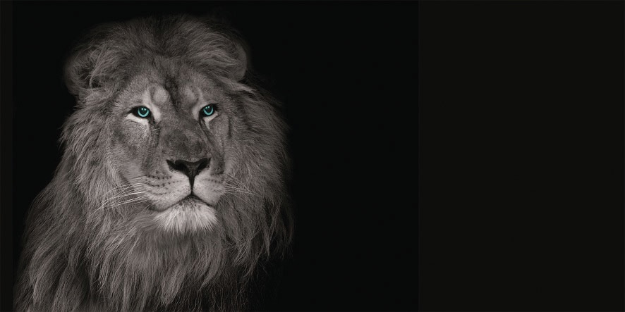 Image of Bönninghoff Leinwandbild "Wandbild LÖWE 50x100 cm – Leinwandbild Keilrahmen Deko modern" Löwe Löwen Wildtiere 1 Stk. tlg. auf Keilrahmen gespannt