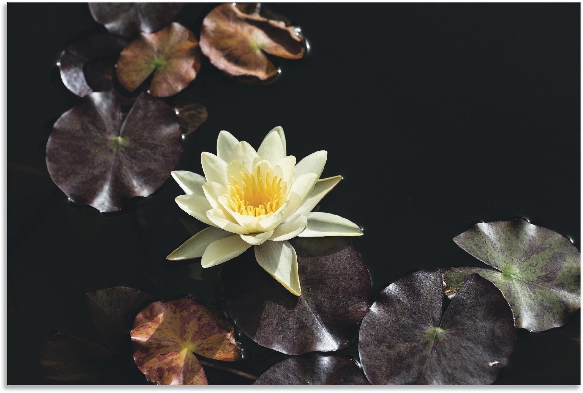 Image of Artland Wandbild »Seerosenbild«, Blumenbilder, (1 St.), in vielen Grössen & Produktarten - Alubild / Outdoorbild für den Aussenbereich, Leinwandbild, Poster, Wandaufkleber / Wandtattoo auch für Badezimmer geeignet bei Ackermann Versand Schweiz