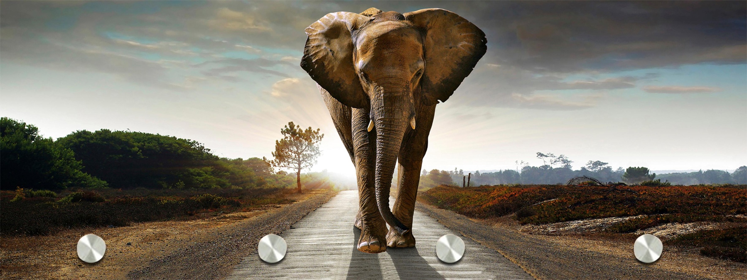 Image of Spiegelprofi GmbH Garderobenleiste »Elefant« bei Ackermann Versand Schweiz