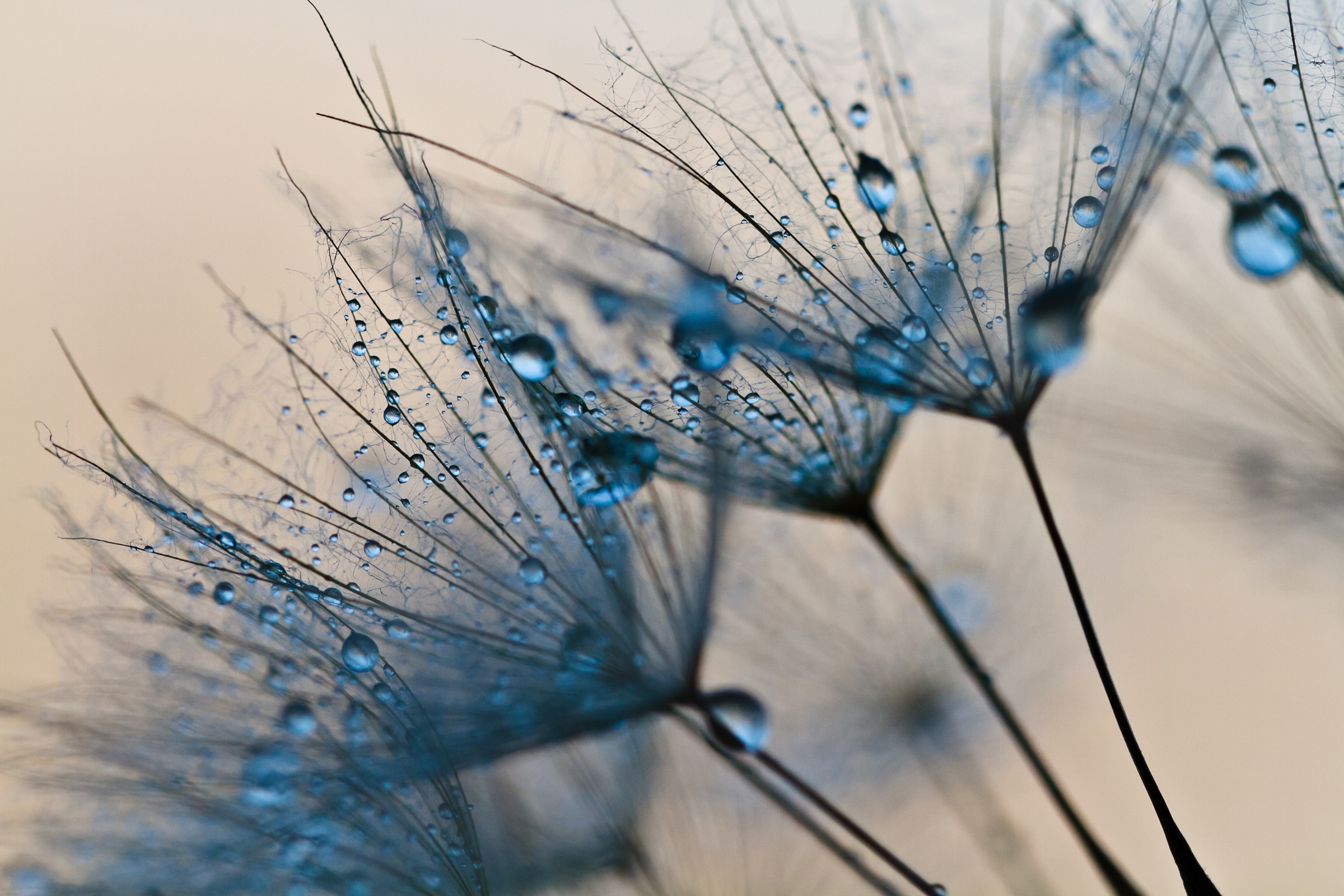 Image of Papermoon Fototapete »Abstract Dandelions« bei Ackermann Versand Schweiz