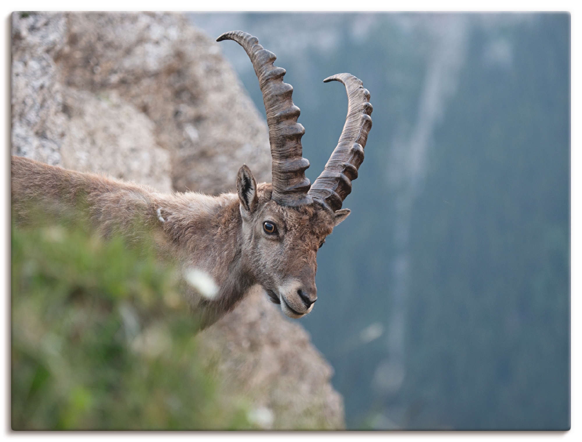 Artland Leinwandbild »Steinbock«, Wildtiere, (1 St.), auf Keilrahmen gespannt