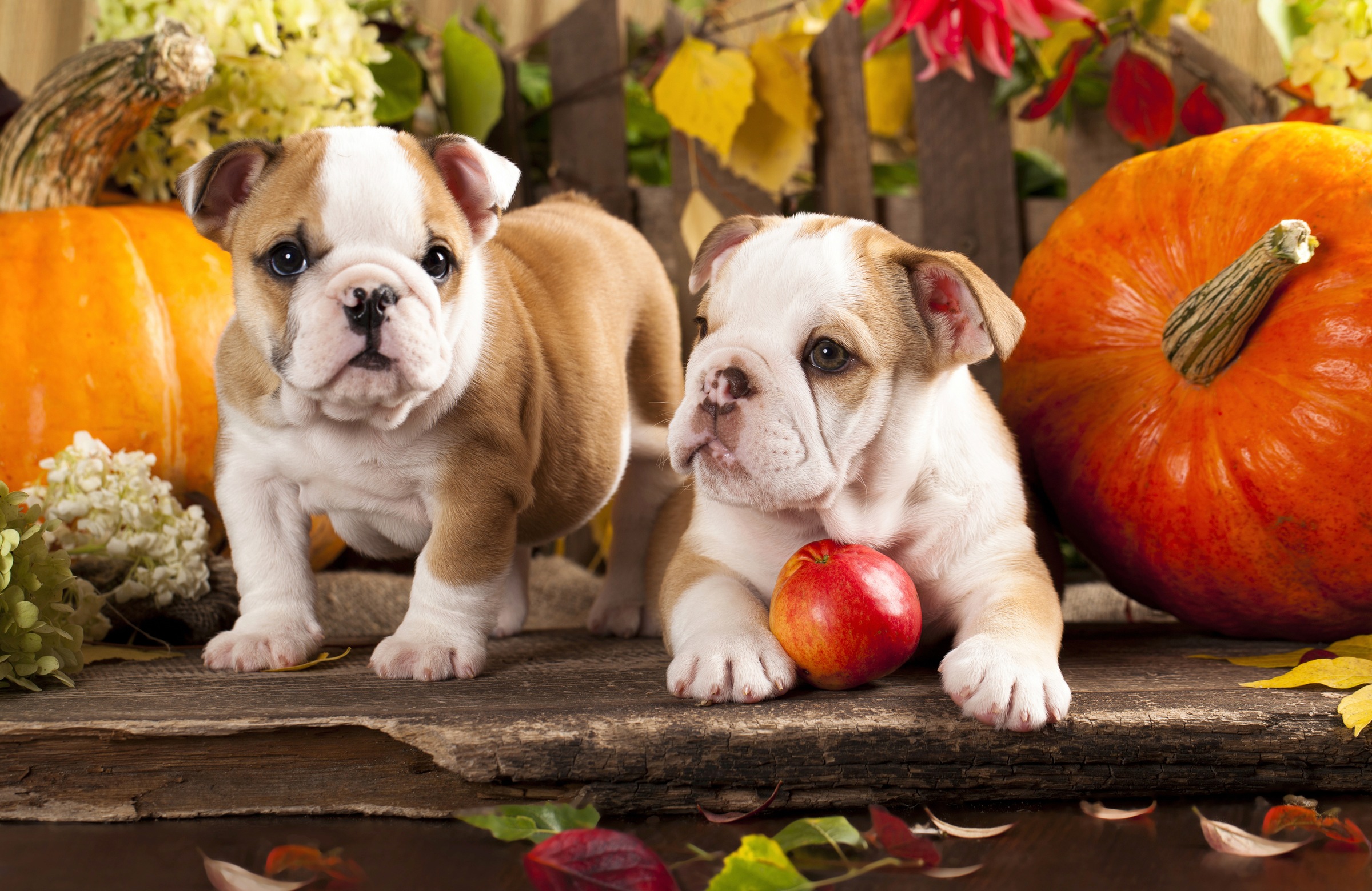 Image of Papermoon Fototapete »BULLDOG-TIERE HUND BULLDOGE HUNDE WANDDEKO WANDBILD XXL«, Vliestapete, hochwertiger Digitaldruck, inklusive Kleister bei Ackermann Versand Schweiz