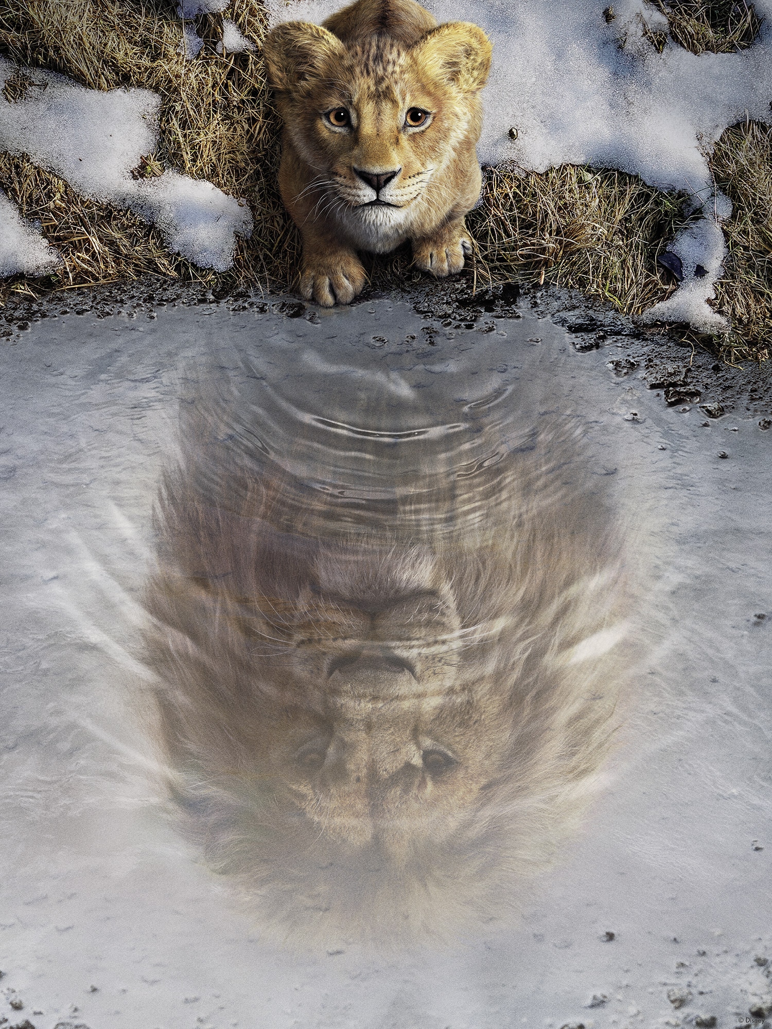 Komar Wandbild »Disney Mufasa The Lion King« Disney Set, 1 Stk. tlg. 30 x 40 cm (Breite x Höhe) - Kinderzimmer, Dekoration