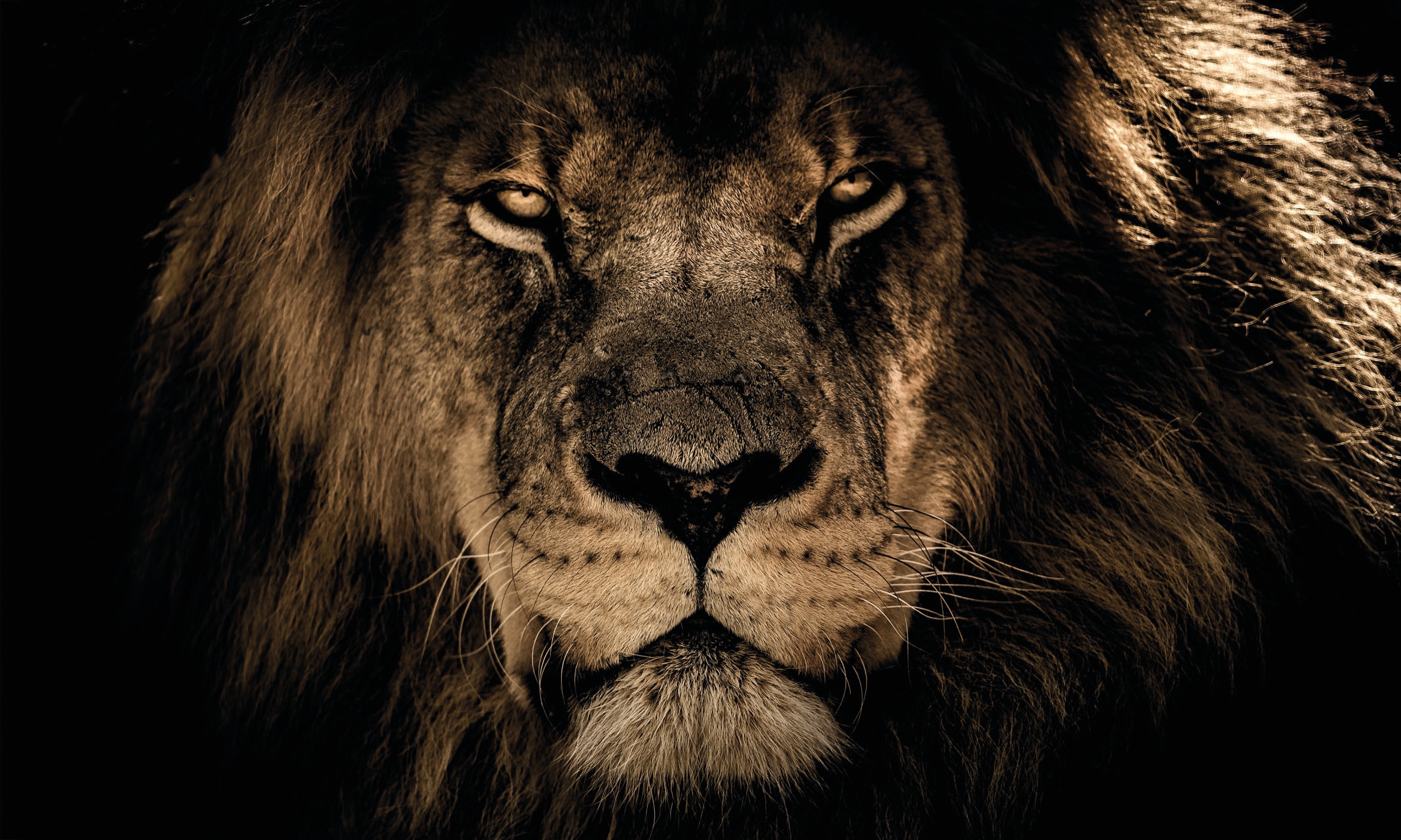 Image of Bönninghoff Leinwandbild "Wandbild LÖWENKOPF XXL 90x150 cm – Leinwandbild Keilrahmen Deko modern" Löwe Löwen Wildtiere 1 Stk. tlg. auf Keilrahmen gespannt