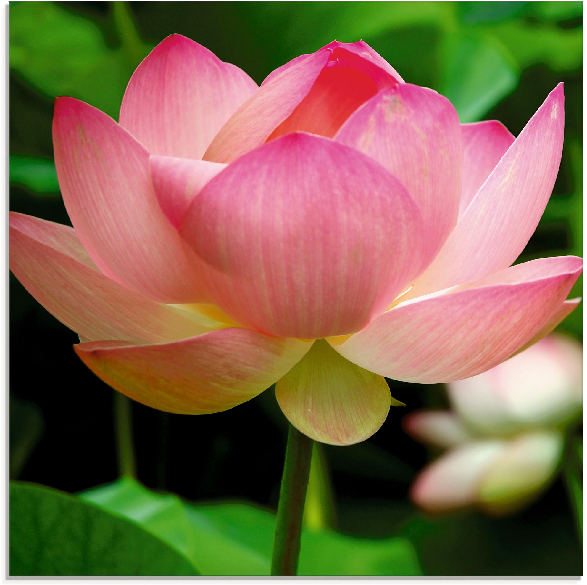 Image of Artland Glasbild "Lotus - Seerose" Blumen 1 Stk. tlg. in verschiedenen Grössen
