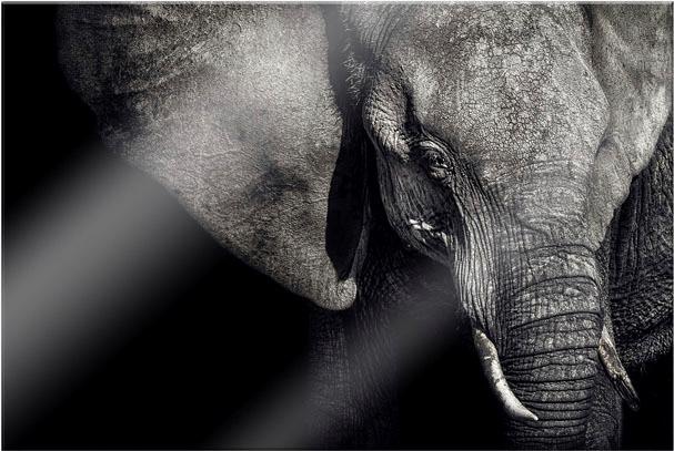 Image of Wall-Art Acrylglasbild »Flour - Matriarchin« bei Ackermann Versand Schweiz