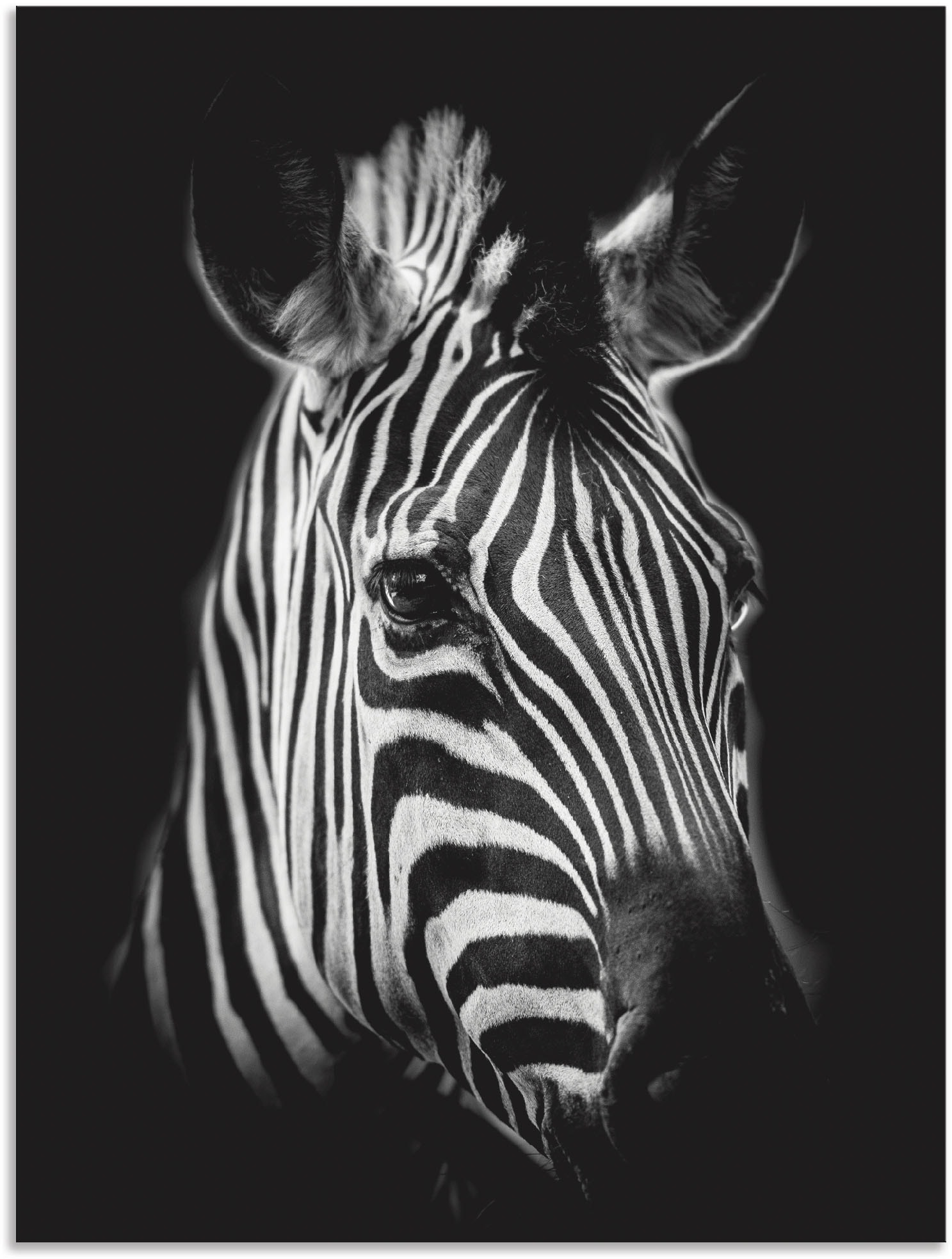 Image of Artland Wandbild "Zebra" Zebra Bilder 1 Stk. tlg. als Alubild, Leinwandbild in verschied. Grössen