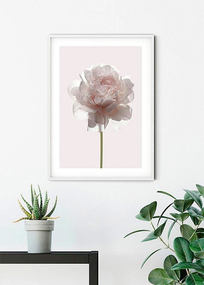 Komar Poster »Rose«, Blumen, (1 St.), Kinderzimmer, Schlafzimmer, Wohnzimmer | Poster