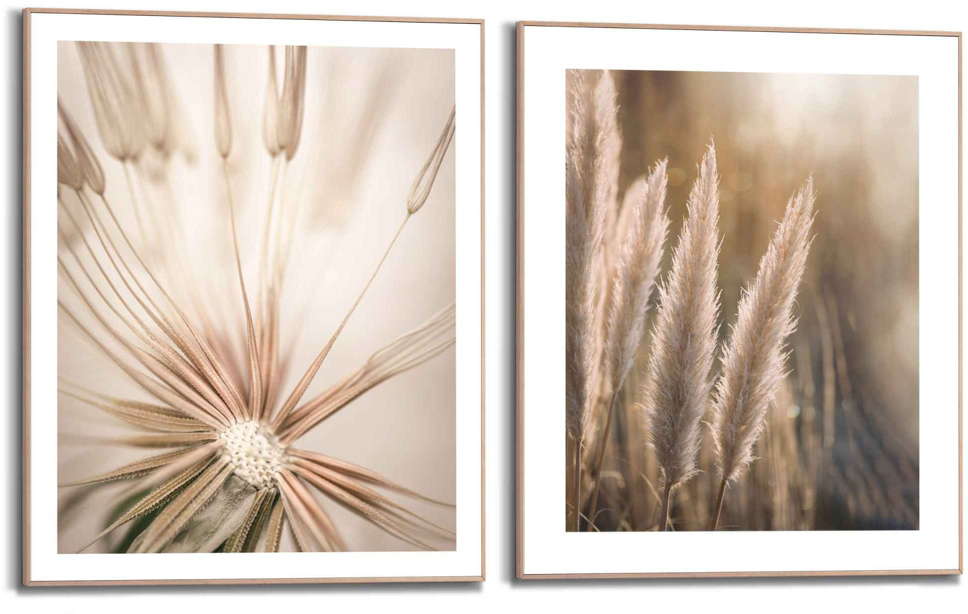 Image of Reinders! Wandbild »Natur Botanisch - Pampas - Löwenzahn - Nahaufnahme«, (2 St.) bei Ackermann Versand Schweiz