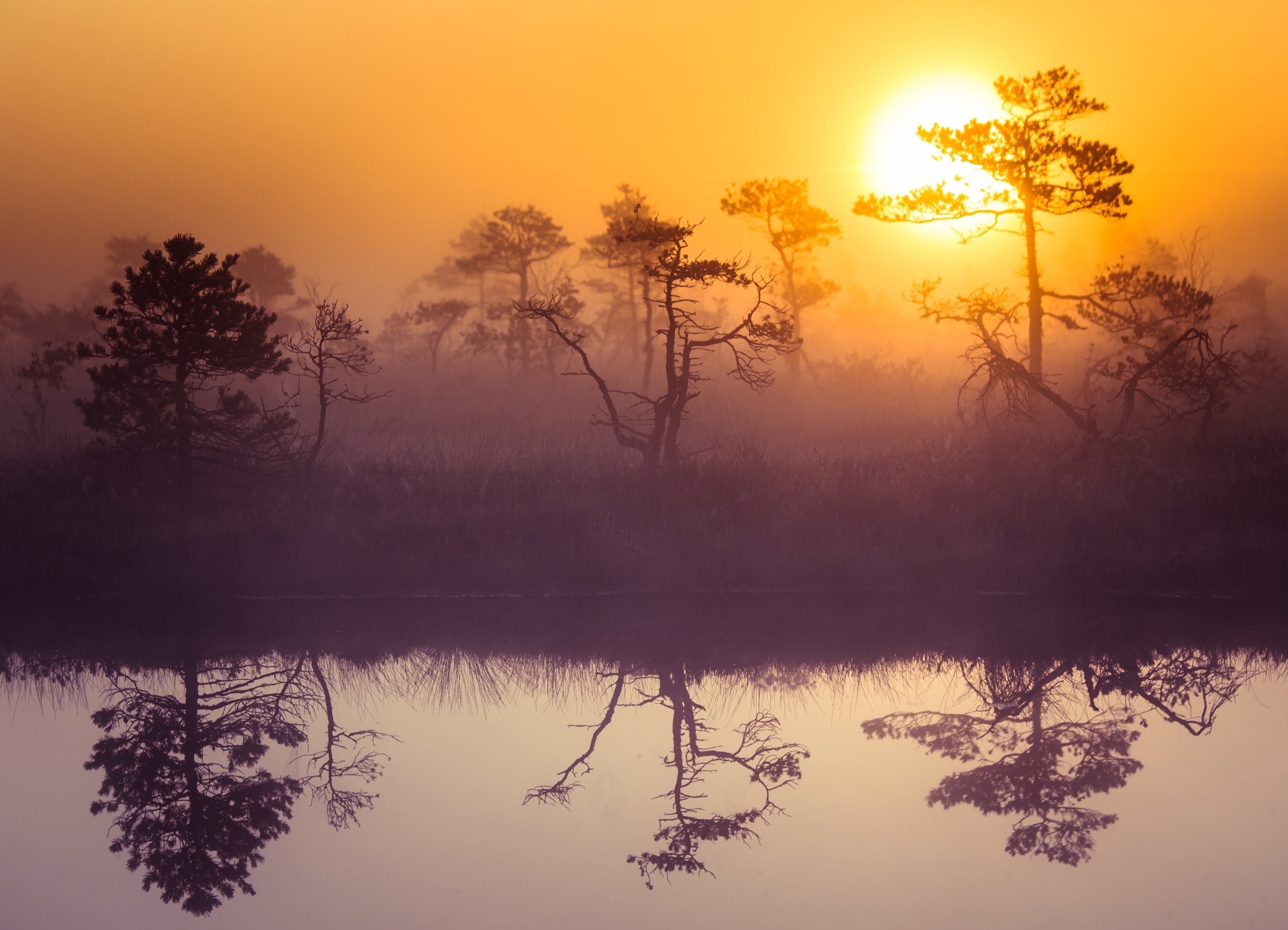 Image of Papermoon Fototapete "Misty Morning Scenery" glatt