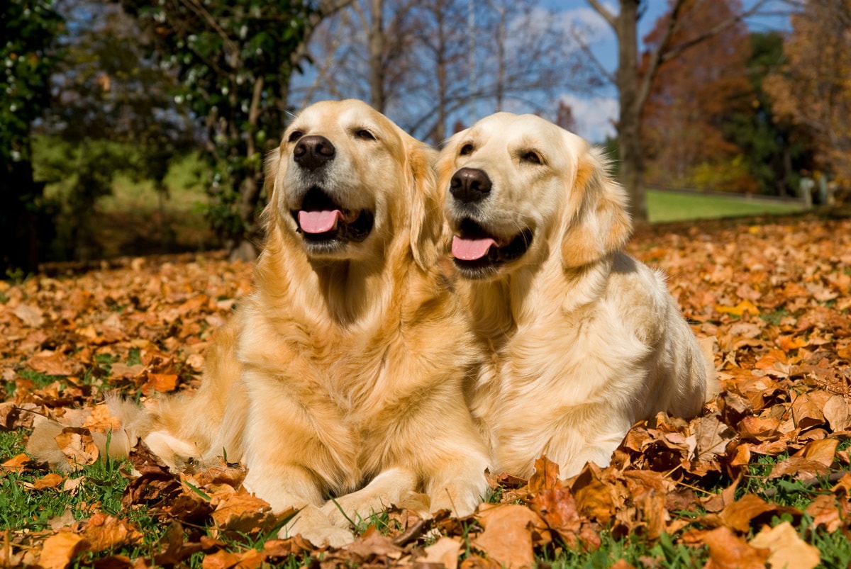 Image of Papermoon Fototapete "Golden Retriever"