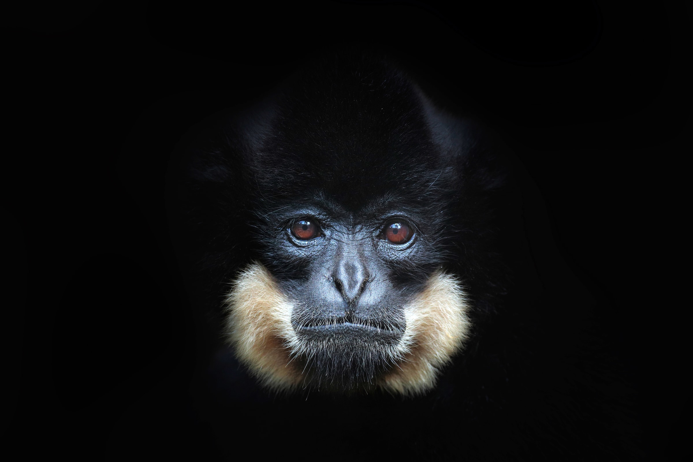 Image of Papermoon Fototapete "GELBERCHEEKED GIBBON-MENSCHEN AFFE VIETNAM PORTRÄT"