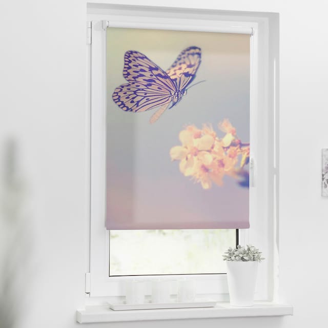 LICHTBLICK ORIGINAL Seitenzugrollo »Klemmfix Motiv Schmetterling«,  Lichtschutz, ohne Bohren, freihängend, bedruckt günstig kaufen