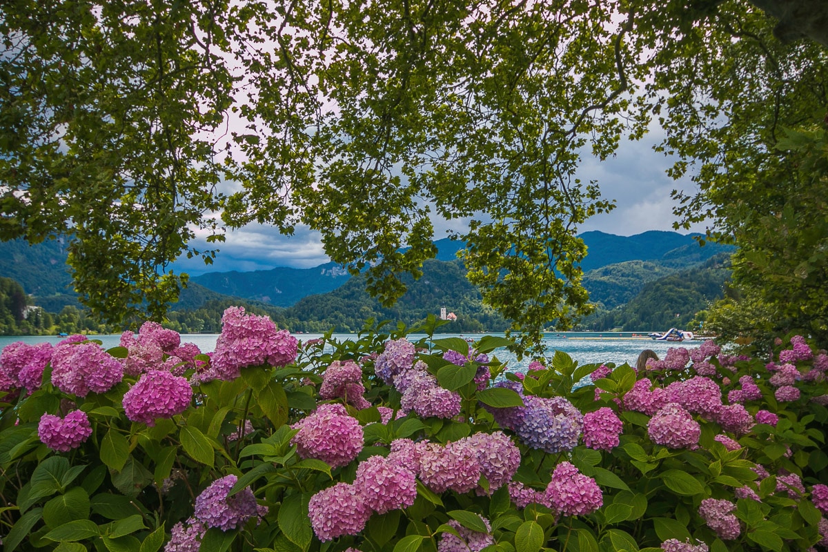 Image of Papermoon Fototapete "Blumen am Fluss"
