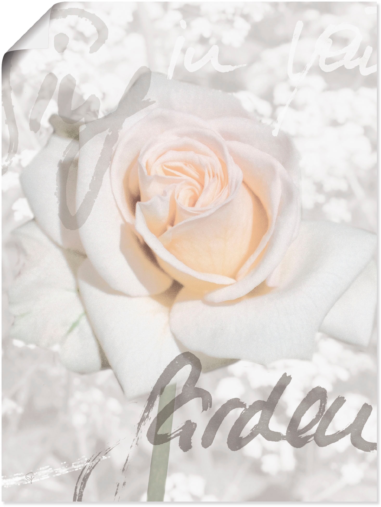 Image of Artland Wandbild "In Lettern - Rose" Blumen 1 Stk. tlg. als Leinwandbild, Poster in verschied. Grössen