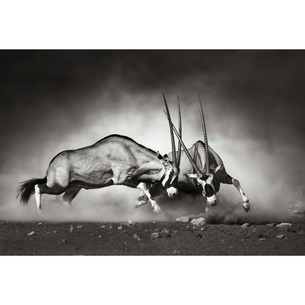 Wall-Art Vliestapete »Tiere Afrika Antilopen Duell«