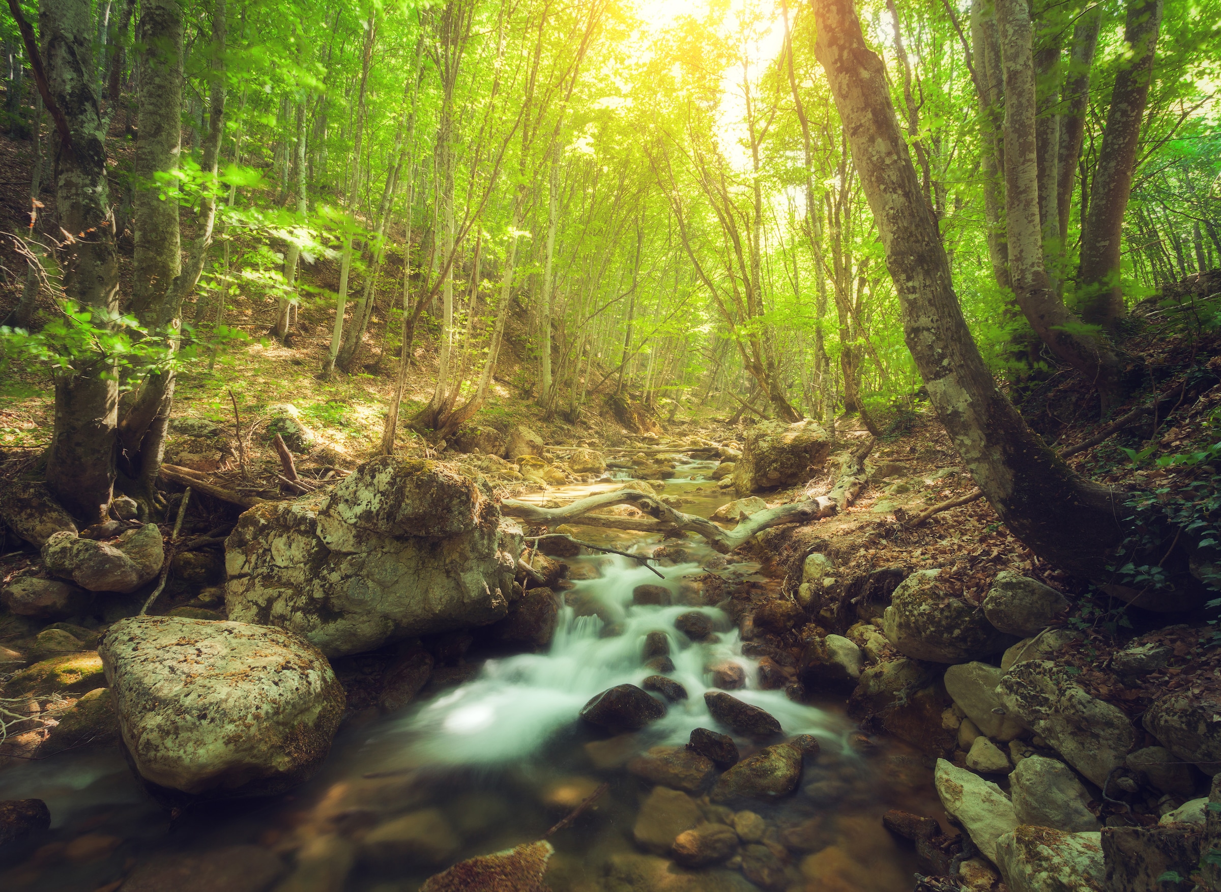 Image of Papermoon Fototapete "Forest Creek" glatt