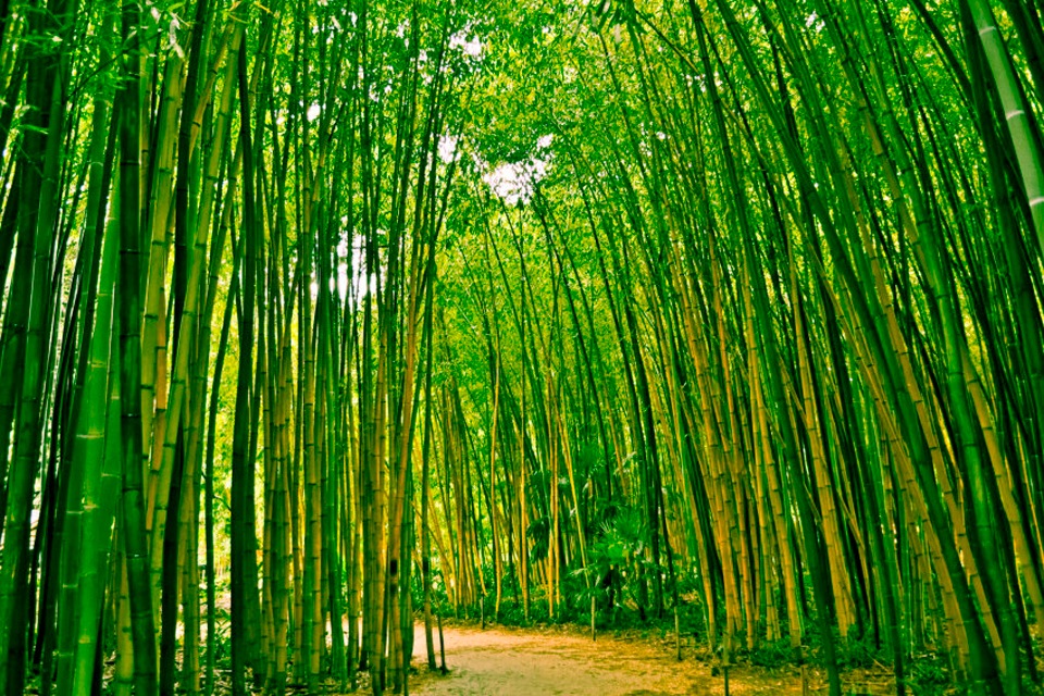 Image of Papermoon Fototapete »Bamboo Forest«, matt, BlueBack, 7 Bahnen, 350 x 260 cm bei Ackermann Versand Schweiz