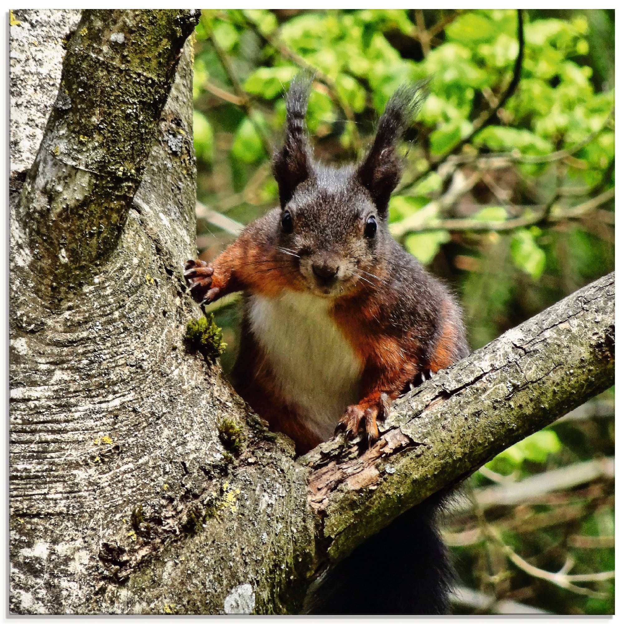Image of Artland Glasbild »Eichhörnchen Blick«, Wildtiere, (1 St.) bei Ackermann Versand Schweiz
