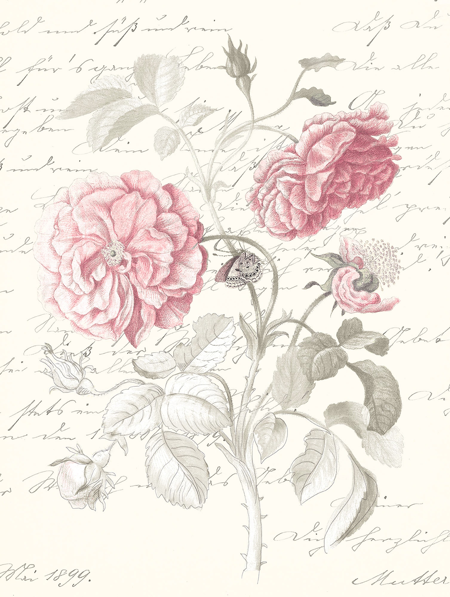Komar Bild »Poème Rose« Natur 1 Stk. tlg. Wandbild zur Dekoration - ohne Rahmen