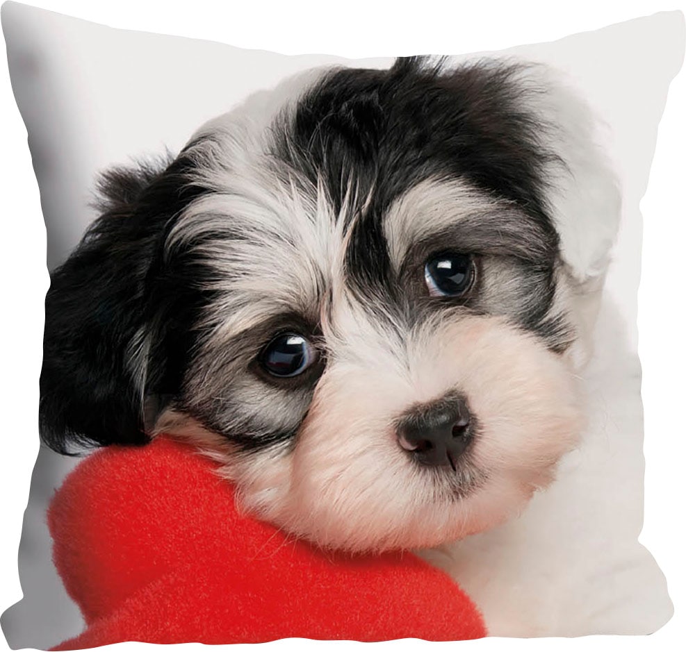 queence Dekokissen »Vanessa«, Kissenhülle,süsser kleiner Hund,Niedlich,Tiermotiv,Charmant,Freundlich